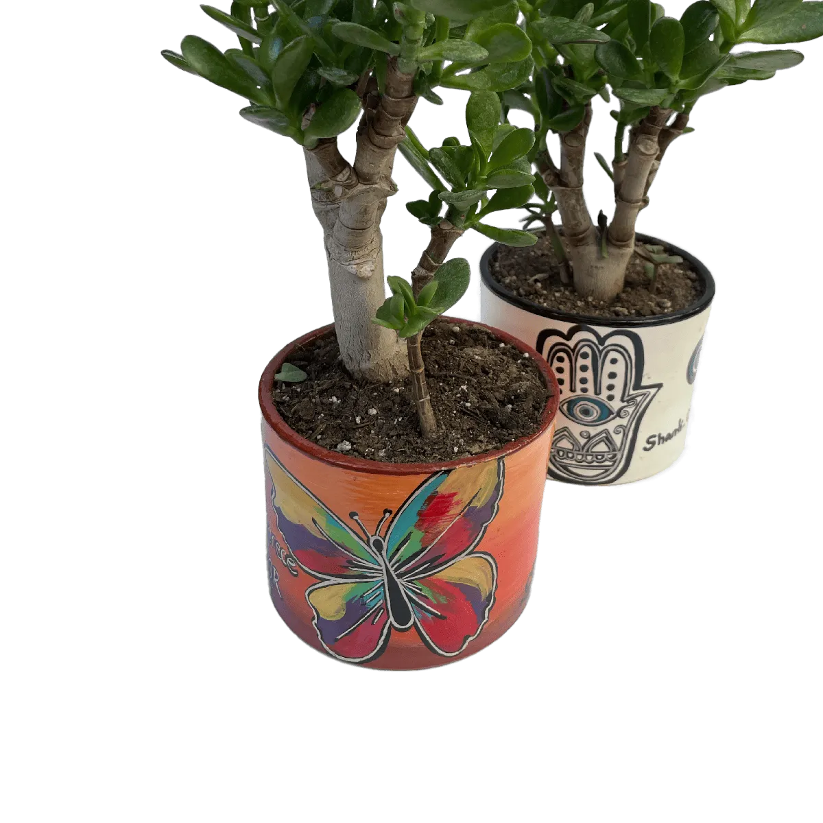 Plantas y macetas