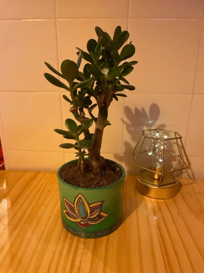 Arbolito Suculenta